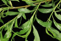Salix acutifolia. Foliage.
 Image: D. Glenny © Landcare Research 2020 CC BY 4.0